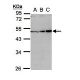 Inhibin beta-A antibody from Signalway Antibody (23026) - Antibodies.com
