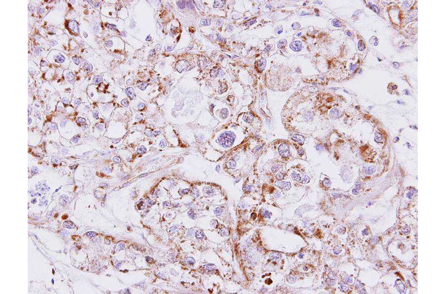 Immunohistochemistry - Inhibin beta-A antibody from Signalway Antibody (23026) - Antibodies.com