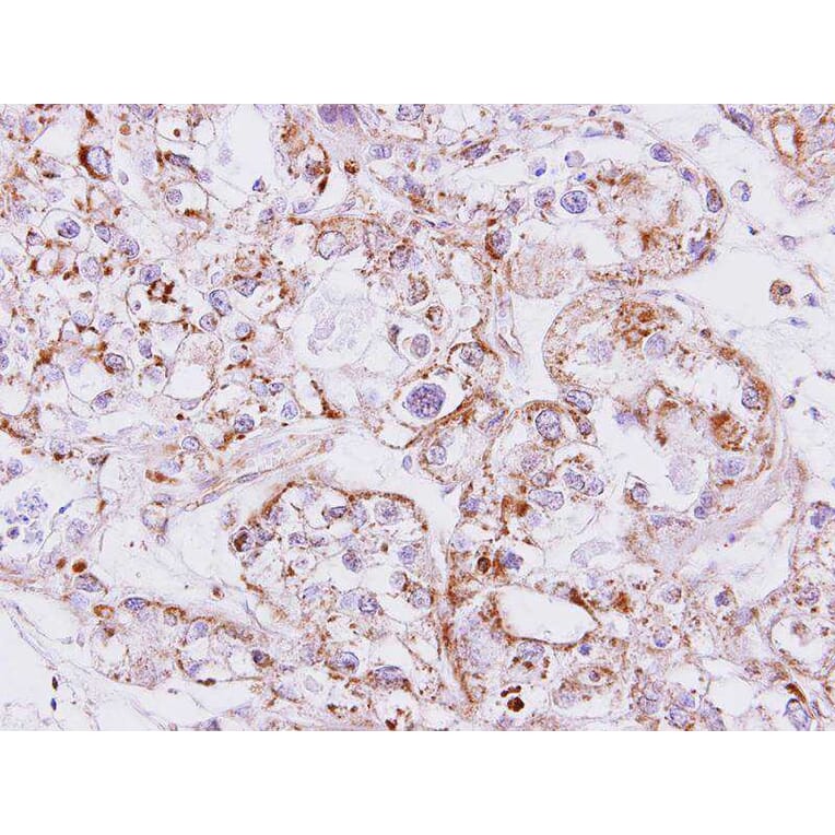 Immunohistochemistry - Inhibin beta-A antibody from Signalway Antibody (23026) - Antibodies.com