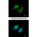 Immunofluorescence - Inhibin beta-A antibody from Signalway Antibody (23026) - Antibodies.com