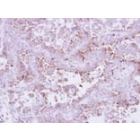 Immunohistochemistry - Laminin beta-3 antibody from Signalway Antibody (23034) - Antibodies.com