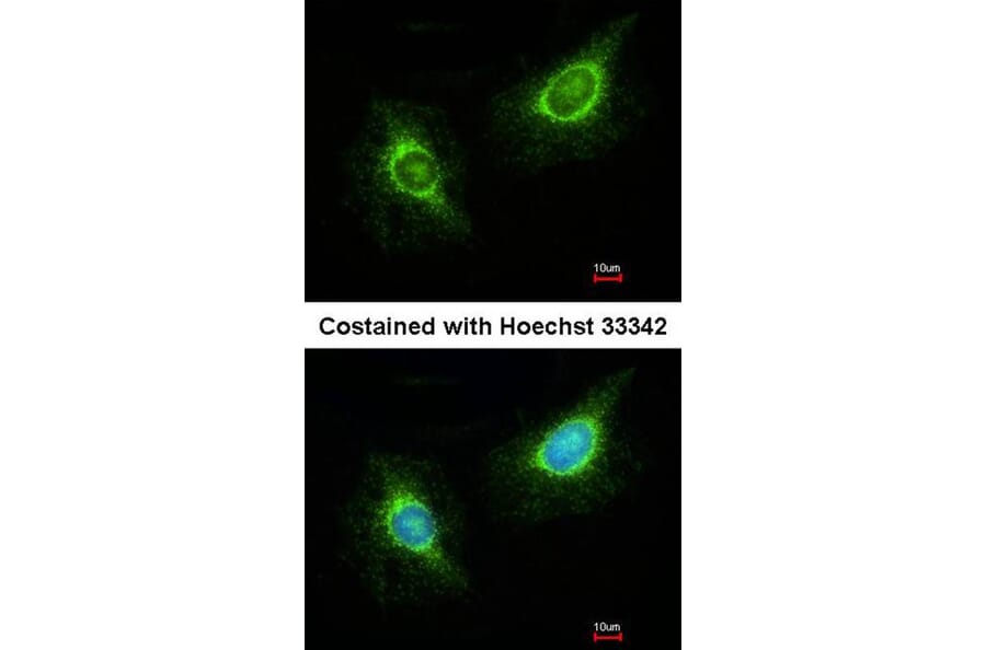 Immunofluorescence - Laminin beta-3 antibody from Signalway Antibody (23034) - Antibodies.com