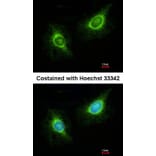 Immunofluorescence - Laminin beta-3 antibody from Signalway Antibody (23034) - Antibodies.com