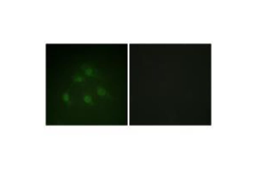 Immunofluorescence - Smad1 (Ab-187) Antibody from Signalway Antibody (33163) - Antibodies.com