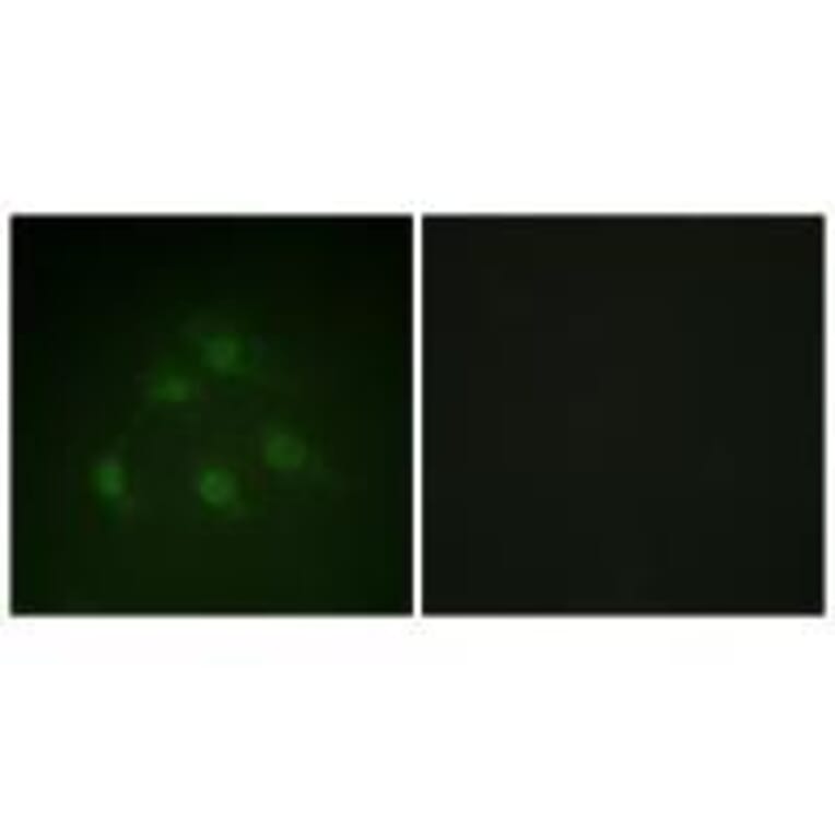Immunofluorescence - Smad1 (Ab-187) Antibody from Signalway Antibody (33163) - Antibodies.com