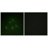 Immunofluorescence - Smad1 (Ab-187) Antibody from Signalway Antibody (33163) - Antibodies.com