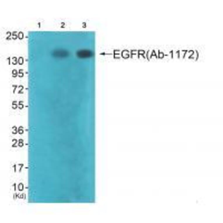Western blot - EGFR (Ab-1172) Antibody from Signalway Antibody (33189) - Antibodies.com