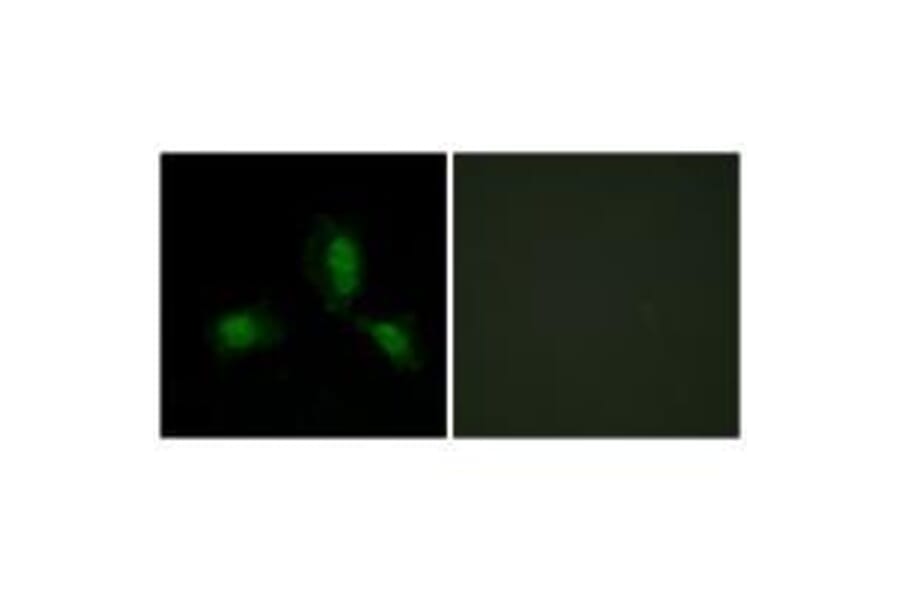 Immunofluorescence - IRS-1 (Ab-312) Antibody from Signalway Antibody (33191) - Antibodies.com