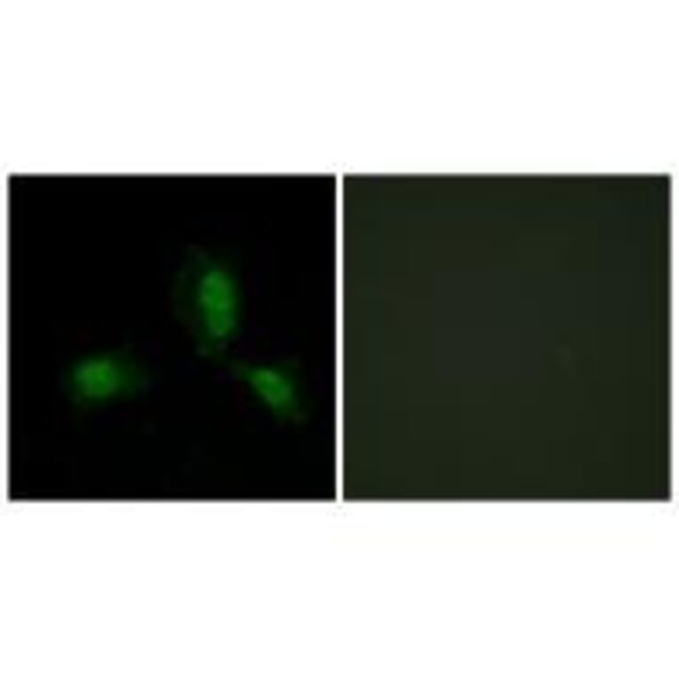 Immunofluorescence - IRS-1 (Ab-312) Antibody from Signalway Antibody (33191) - Antibodies.com