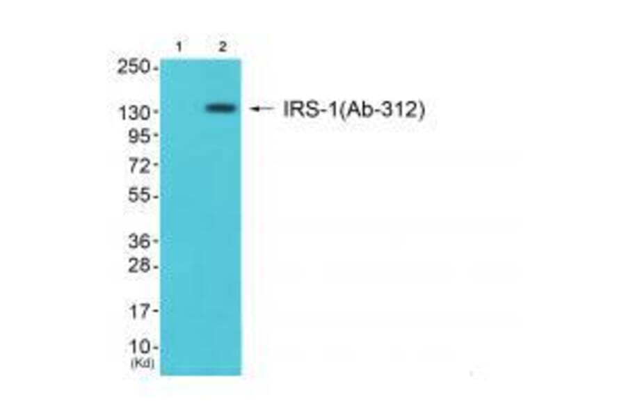 Western blot - IRS-1 (Ab-312) Antibody from Signalway Antibody (33191) - Antibodies.com