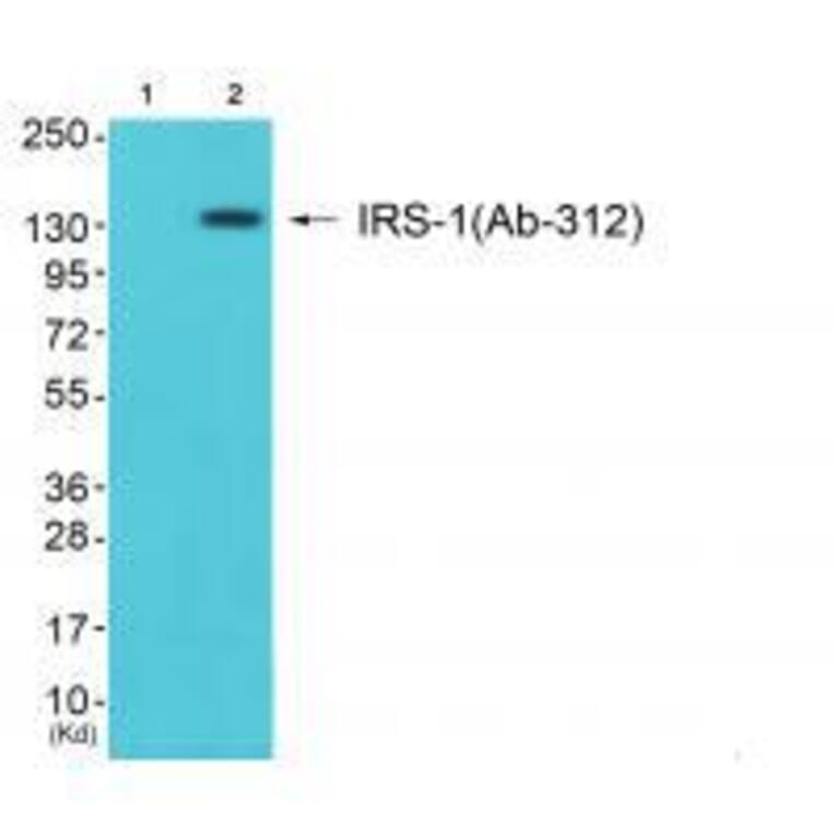 Western blot - IRS-1 (Ab-312) Antibody from Signalway Antibody (33191) - Antibodies.com