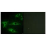 Immunofluorescence - Collagen I α2 Antibody from Signalway Antibody (34203) - Antibodies.com