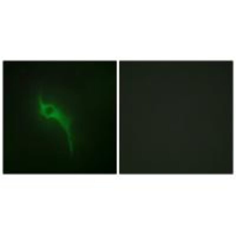 Immunofluorescence - Collagen V α1 Antibody from Signalway Antibody (34205) - Antibodies.com
