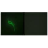 Immunofluorescence - Collagen V α1 Antibody from Signalway Antibody (34205) - Antibodies.com