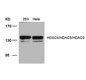 Western blot - HDAC4/HDAC5/HDAC9 (Ab-246/259/220) Antibody from Signalway Antibody (21517) - Antibodies.com