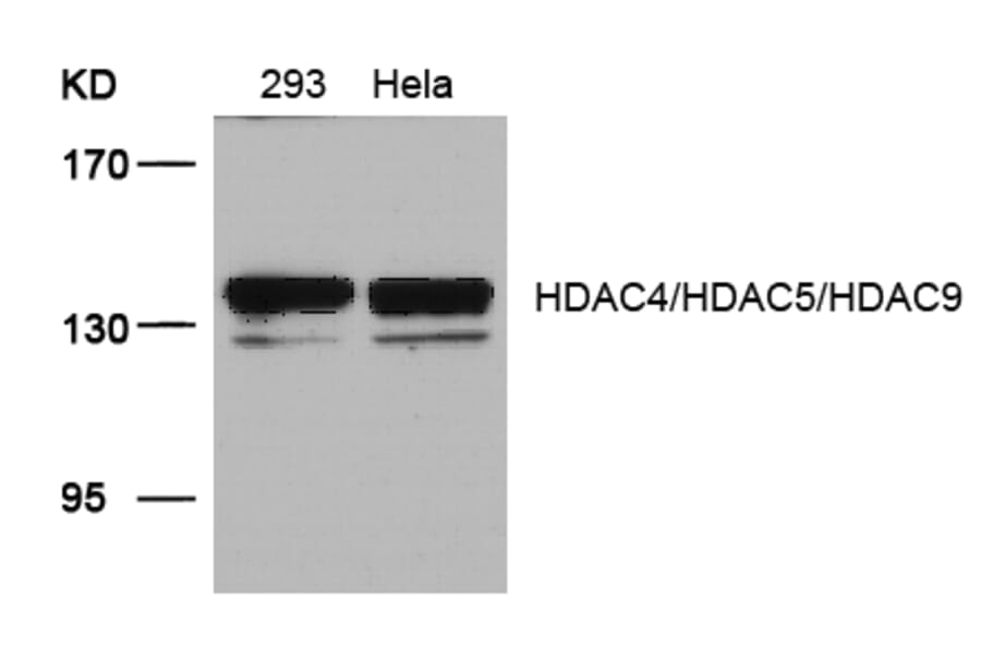 Western blot - HDAC4/HDAC5/HDAC9 (Ab-246/259/220) Antibody from Signalway Antibody (21517) - Antibodies.com