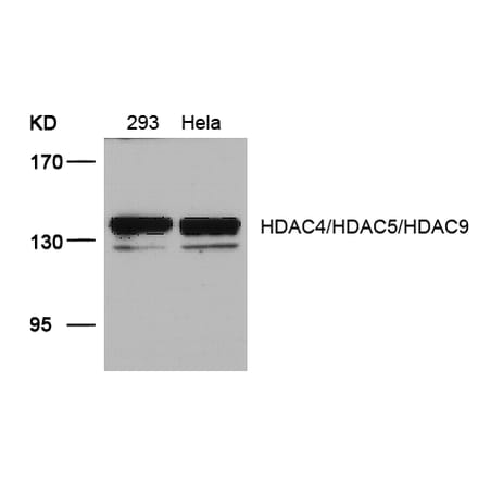 Western blot - HDAC4/HDAC5/HDAC9 (Ab-246/259/220) Antibody from Signalway Antibody (21517) - Antibodies.com