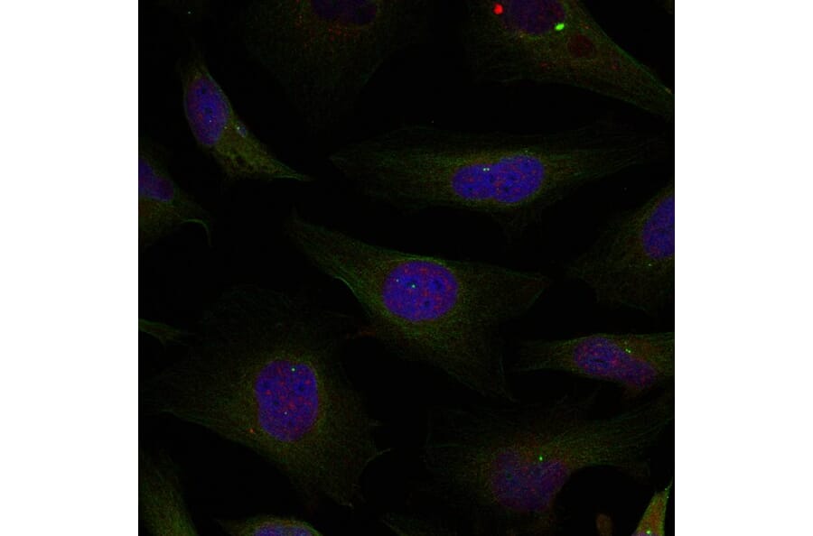 Immunofluorescence - HDAC4/HDAC5/HDAC9 (Ab-246/259/220) Antibody from Signalway Antibody (21517) - Antibodies.com