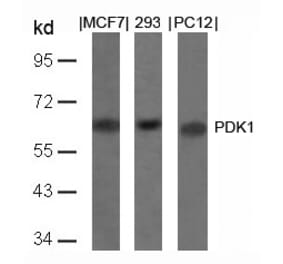 Western blot - PDK1 (Ab-241) Antibody from Signalway Antibody (21005) - Antibodies.com