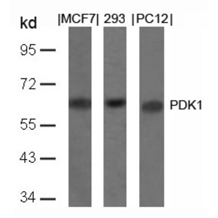 Western blot - PDK1 (Ab-241) Antibody from Signalway Antibody (21005) - Antibodies.com