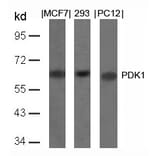 Western blot - PDK1 (Ab-241) Antibody from Signalway Antibody (21005) - Antibodies.com