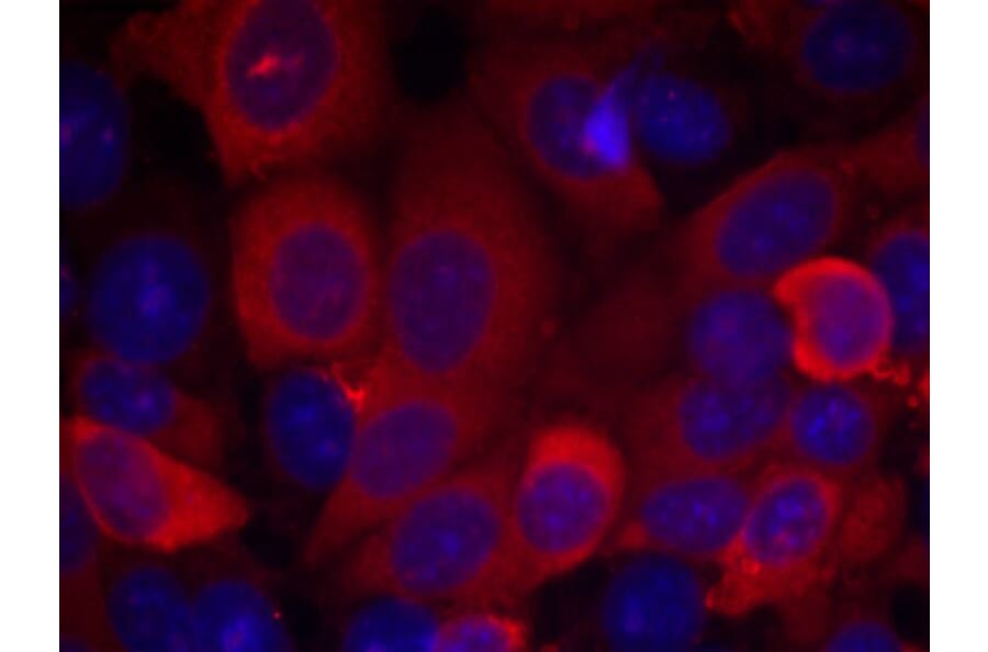 Immunofluorescence - PDK1 (Ab-241) Antibody from Signalway Antibody (21005) - Antibodies.com