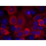 Immunofluorescence - PDK1 (Ab-241) Antibody from Signalway Antibody (21005) - Antibodies.com