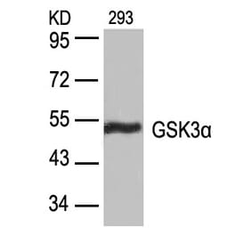 Western blot - GSK3a (Ab-21) Antibody from Signalway Antibody (21007) - Antibodies.com
