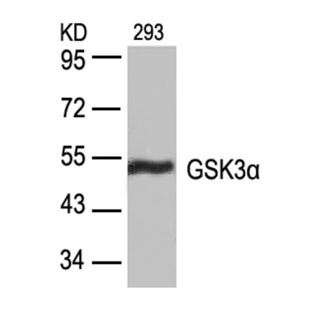 Western blot - GSK3a (Ab-21) Antibody from Signalway Antibody (21007) - Antibodies.com