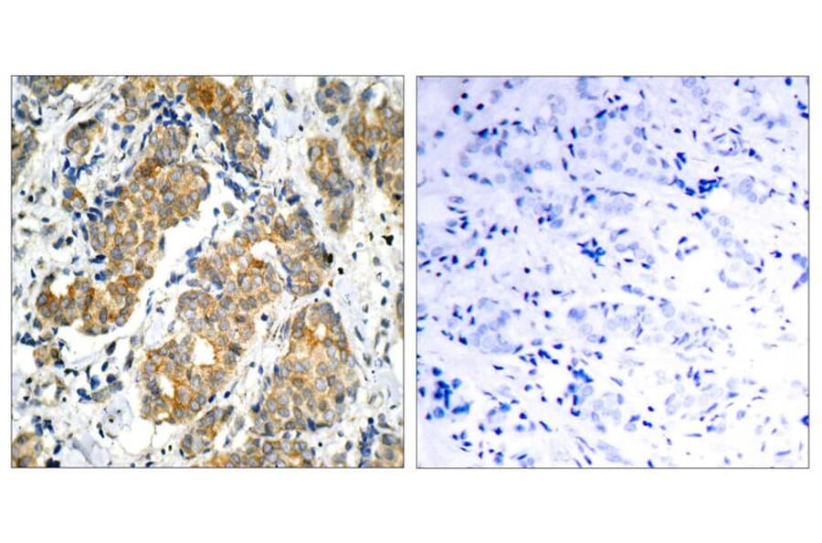 Immunohistochemistry - GSK3a (Ab-21) Antibody from Signalway Antibody (21007) - Antibodies.com