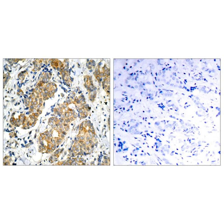 Immunohistochemistry - GSK3a (Ab-21) Antibody from Signalway Antibody (21007) - Antibodies.com