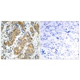 Immunohistochemistry - GSK3a (Ab-21) Antibody from Signalway Antibody (21007) - Antibodies.com