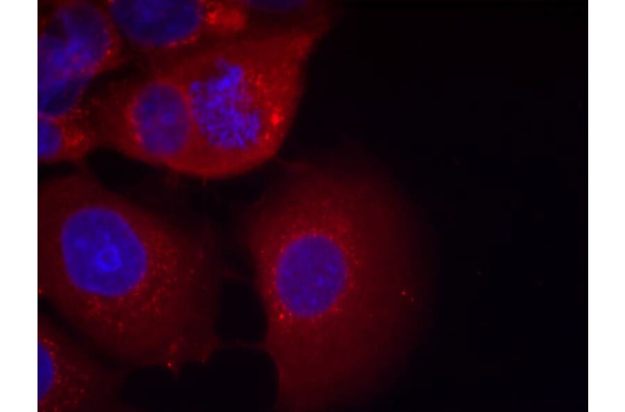 Immunofluorescence - GSK3a (Ab-21) Antibody from Signalway Antibody (21007) - Antibodies.com