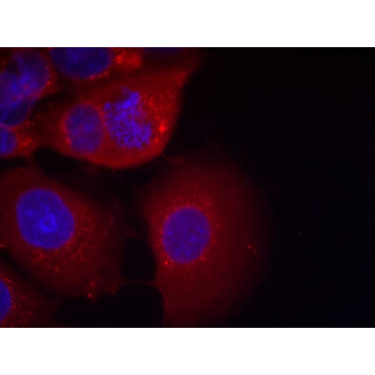 Immunofluorescence - GSK3a (Ab-21) Antibody from Signalway Antibody (21007) - Antibodies.com