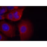 Immunofluorescence - GSK3a (Ab-21) Antibody from Signalway Antibody (21007) - Antibodies.com