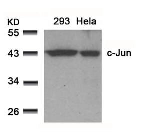 Western blot - c-Jun (Ab-91) Antibody from Signalway Antibody (21021) - Antibodies.com