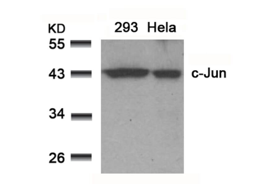 Western blot - c-Jun (Ab-91) Antibody from Signalway Antibody (21021) - Antibodies.com
