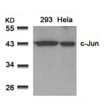 Western blot - c-Jun (Ab-91) Antibody from Signalway Antibody (21021) - Antibodies.com