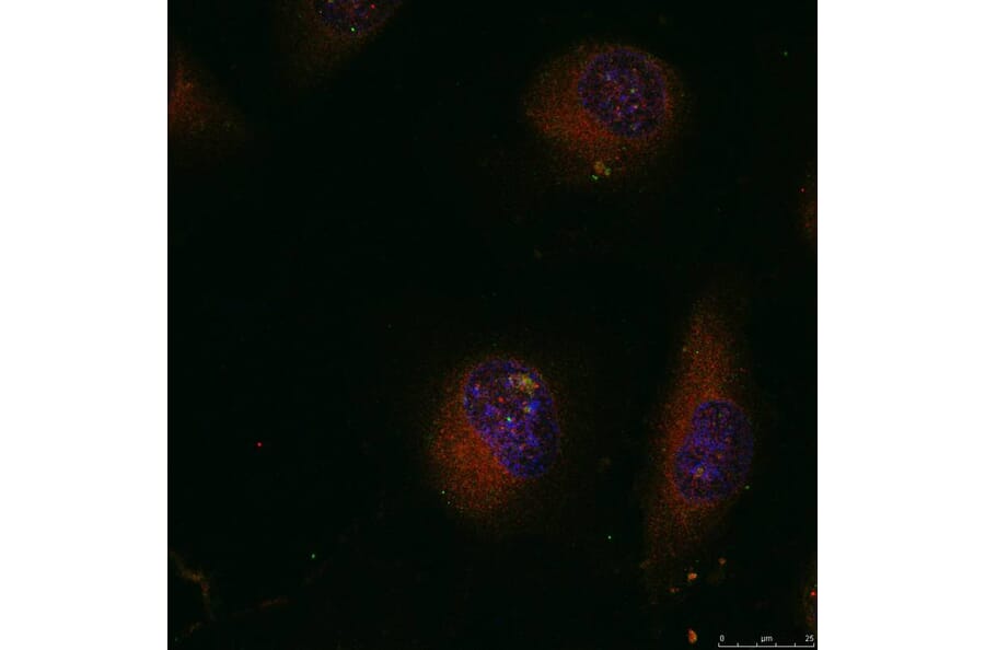 Immunofluorescence - c-Jun (Ab-91) Antibody from Signalway Antibody (21021) - Antibodies.com