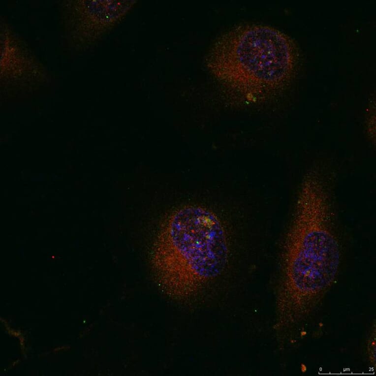 Immunofluorescence - c-Jun (Ab-91) Antibody from Signalway Antibody (21021) - Antibodies.com