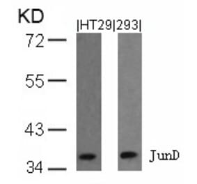 Western blot - JunD (Ab-255) Antibody from Signalway Antibody (21028) - Antibodies.com