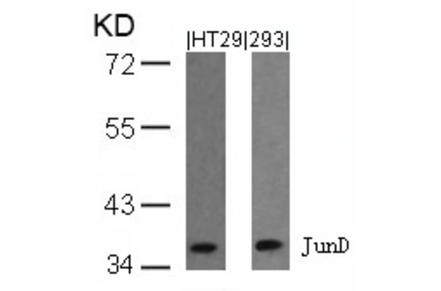 Western blot - JunD (Ab-255) Antibody from Signalway Antibody (21028) - Antibodies.com