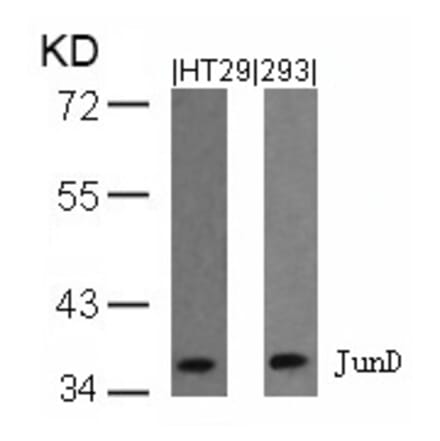 Western blot - JunD (Ab-255) Antibody from Signalway Antibody (21028) - Antibodies.com
