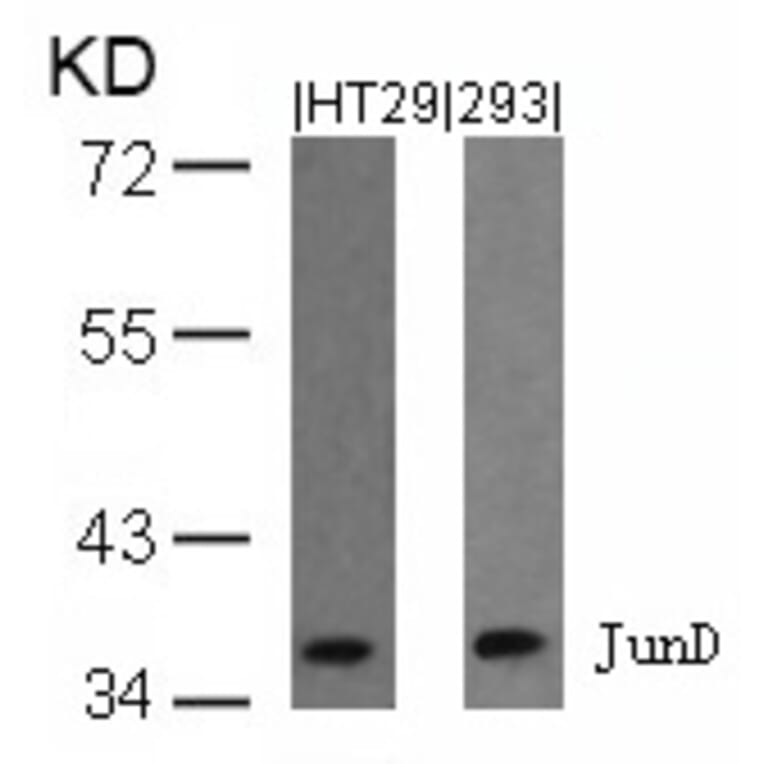 Western blot - JunD (Ab-255) Antibody from Signalway Antibody (21028) - Antibodies.com
