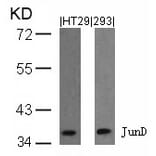 Western blot - JunD (Ab-255) Antibody from Signalway Antibody (21028) - Antibodies.com
