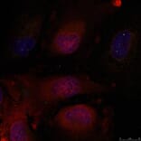 Immunofluorescence - JunD (Ab-255) Antibody from Signalway Antibody (21028) - Antibodies.com