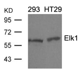 Western blot - Elk1 (Ab-389) Antibody from Signalway Antibody (21037) - Antibodies.com