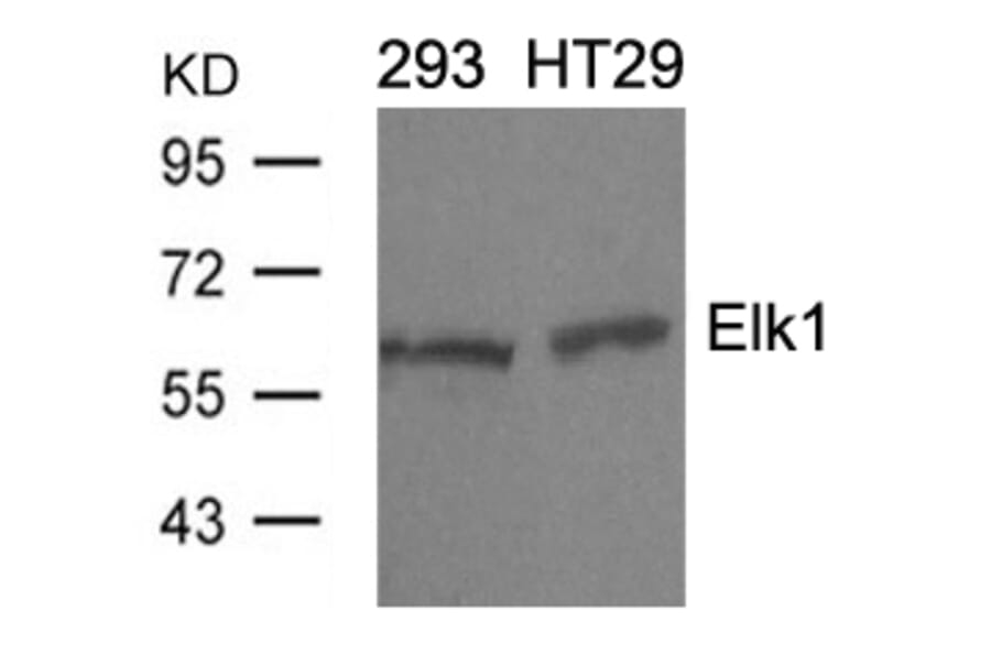 Western blot - Elk1 (Ab-389) Antibody from Signalway Antibody (21037) - Antibodies.com
