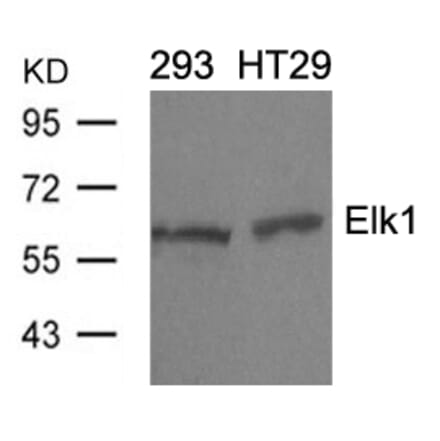 Western blot - Elk1 (Ab-389) Antibody from Signalway Antibody (21037) - Antibodies.com