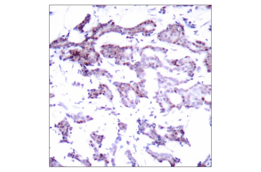 Immunohistochemistry - Elk1 (Ab-389) Antibody from Signalway Antibody (21037) - Antibodies.com